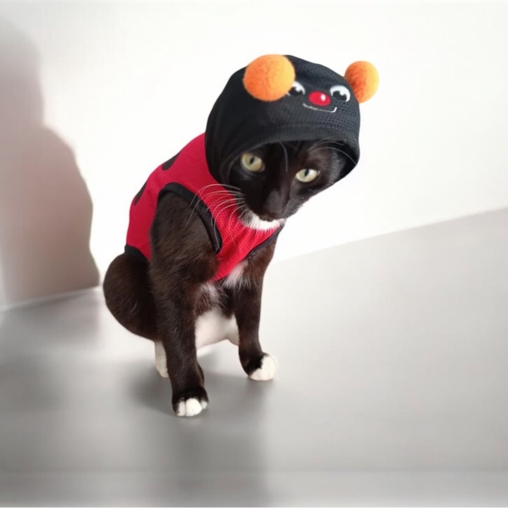 Adorable Red and Black ladybug Cat Costume